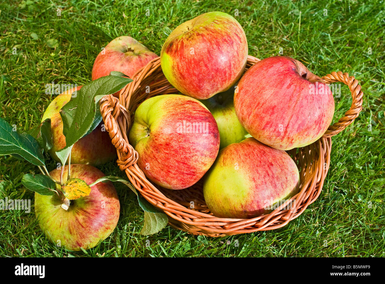 Freshly harvested organically grown cooking apples 'Howgate Wonder' Stock Photo