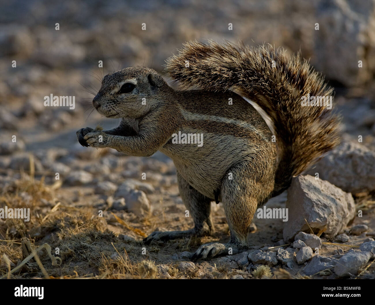 African Ground squirrel in semi-desert part of Etosha Stock Photo