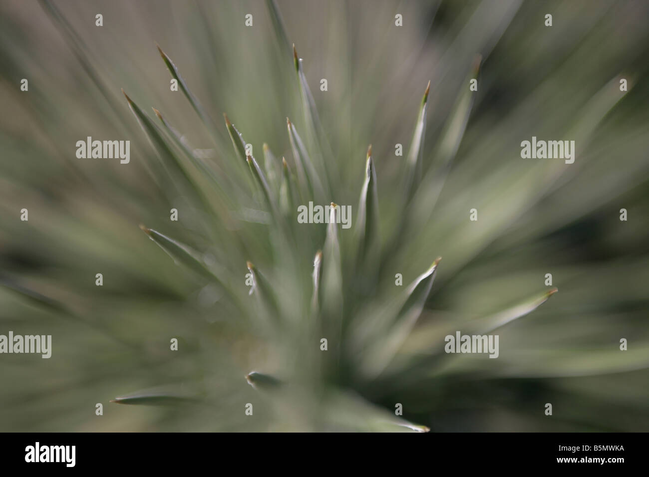 Close up of the spines of a cacti or aloe vera plant Stock Photo