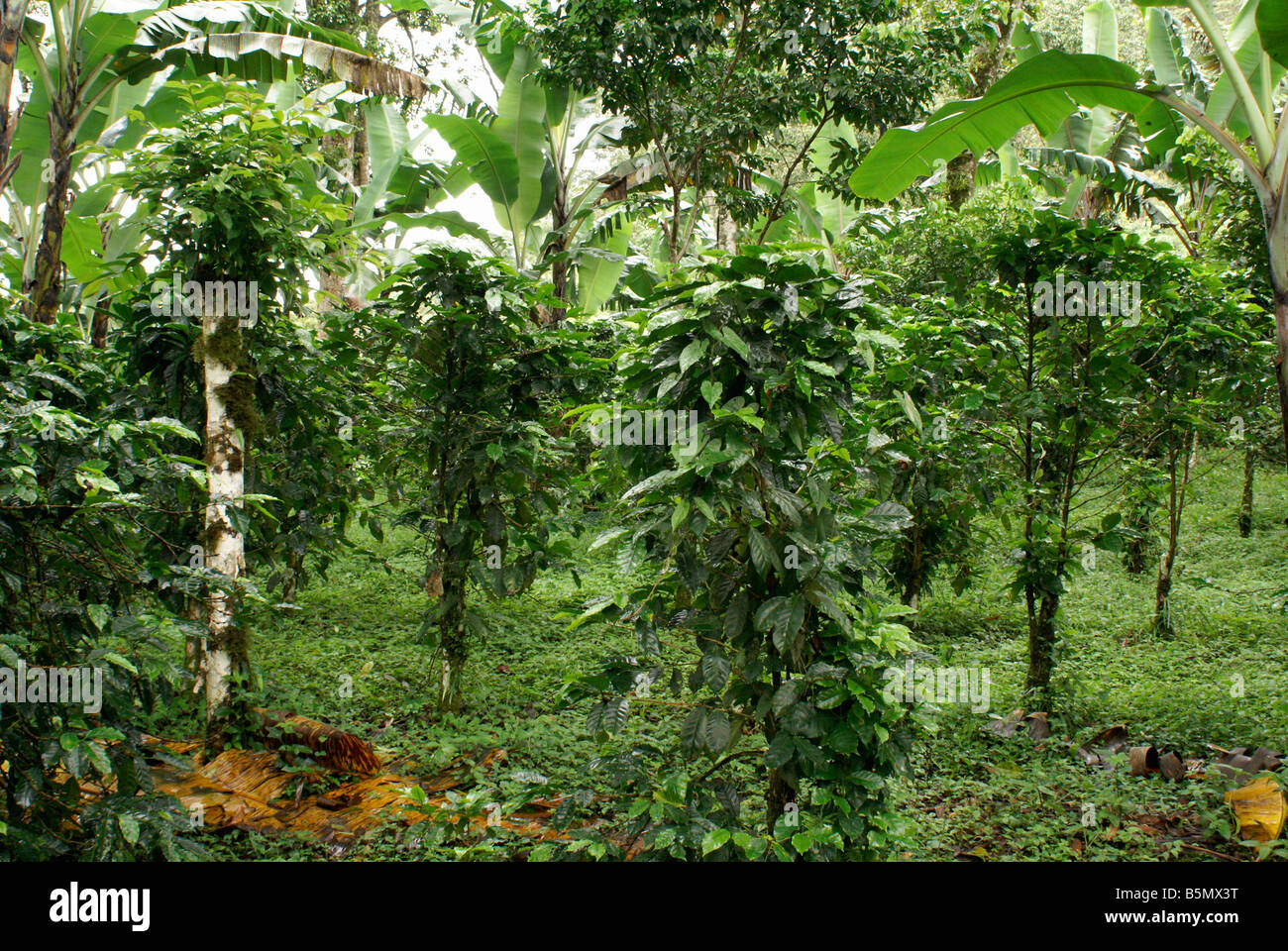 Shade-grown organic coffee lot at Finca Esperanza Verde plantation near Matagalpa, Nicaragua Stock Photo