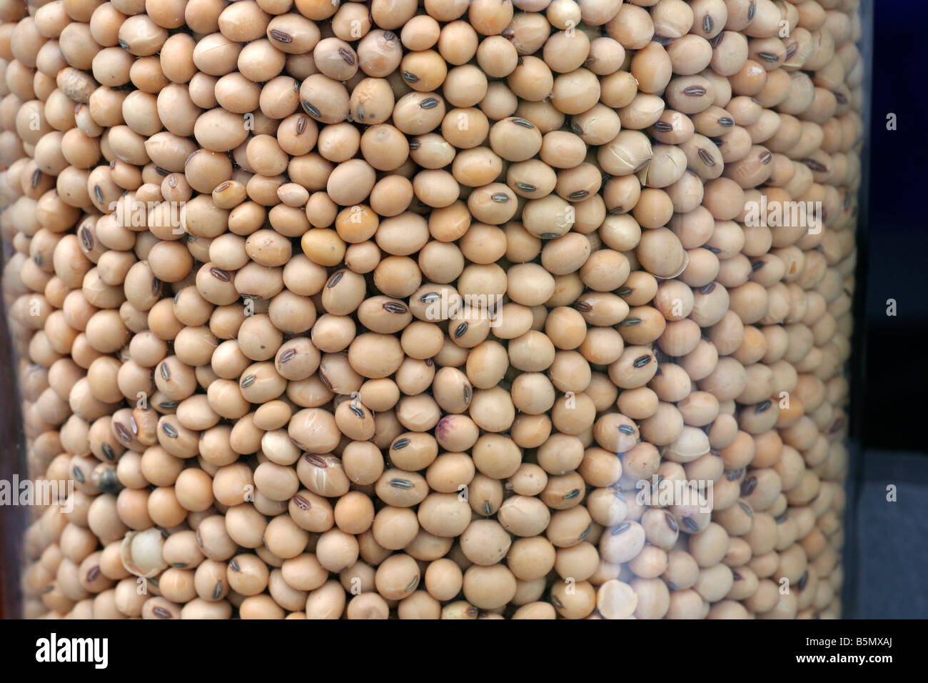 Soybeans in a jar Stock Photo Alamy