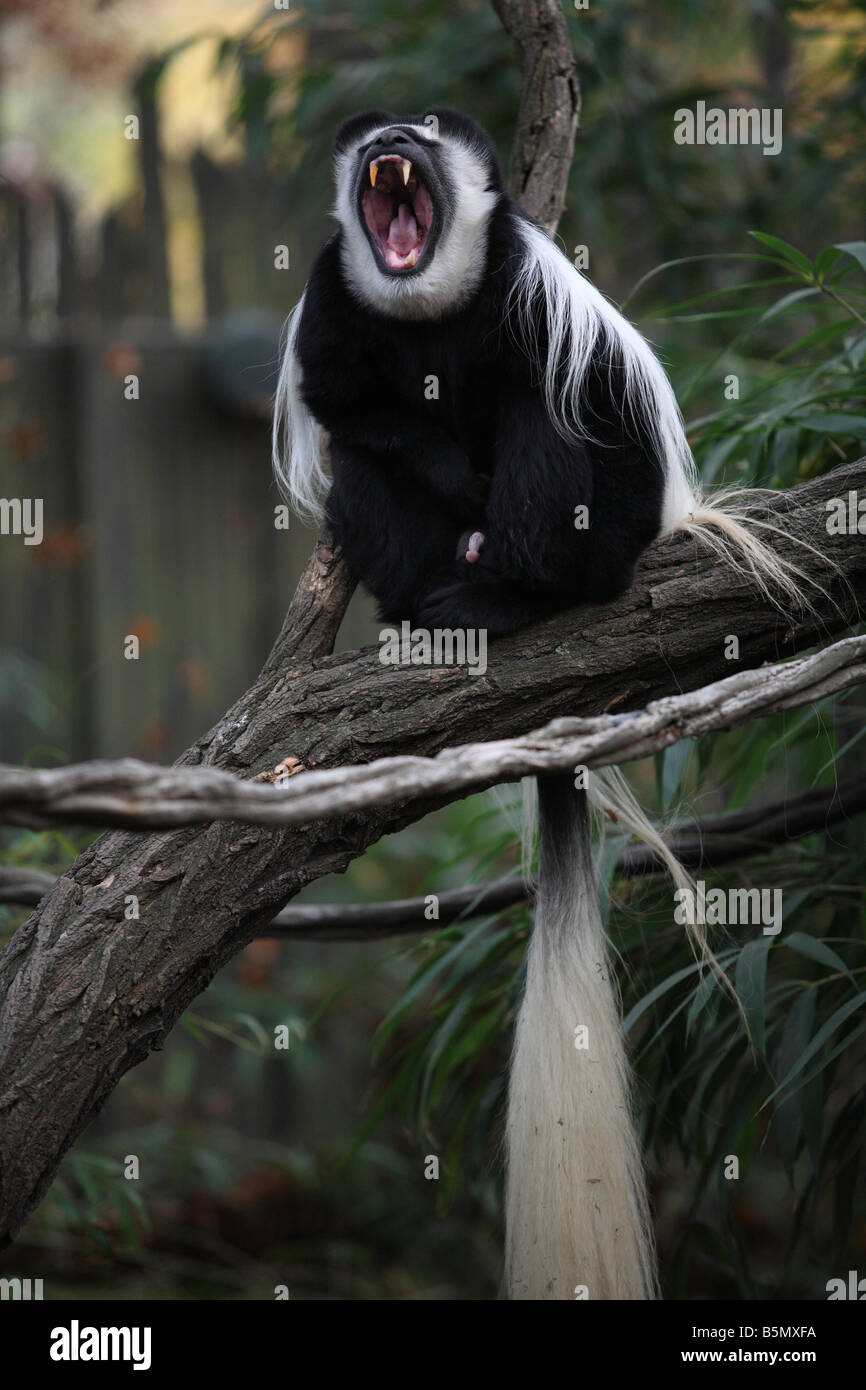 Colobus Monkey showing fangs Stock Photo