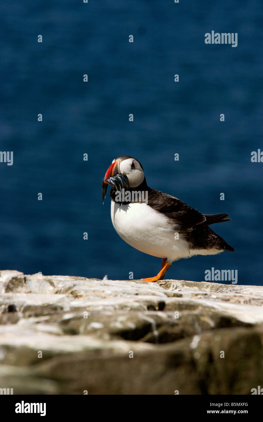 Puffin standing on rock Farne Islands Northumberland England UK Stock ...
