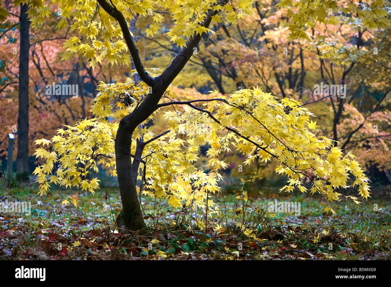 Acer palmatum in Autumn colour Stock Photo - Alamy