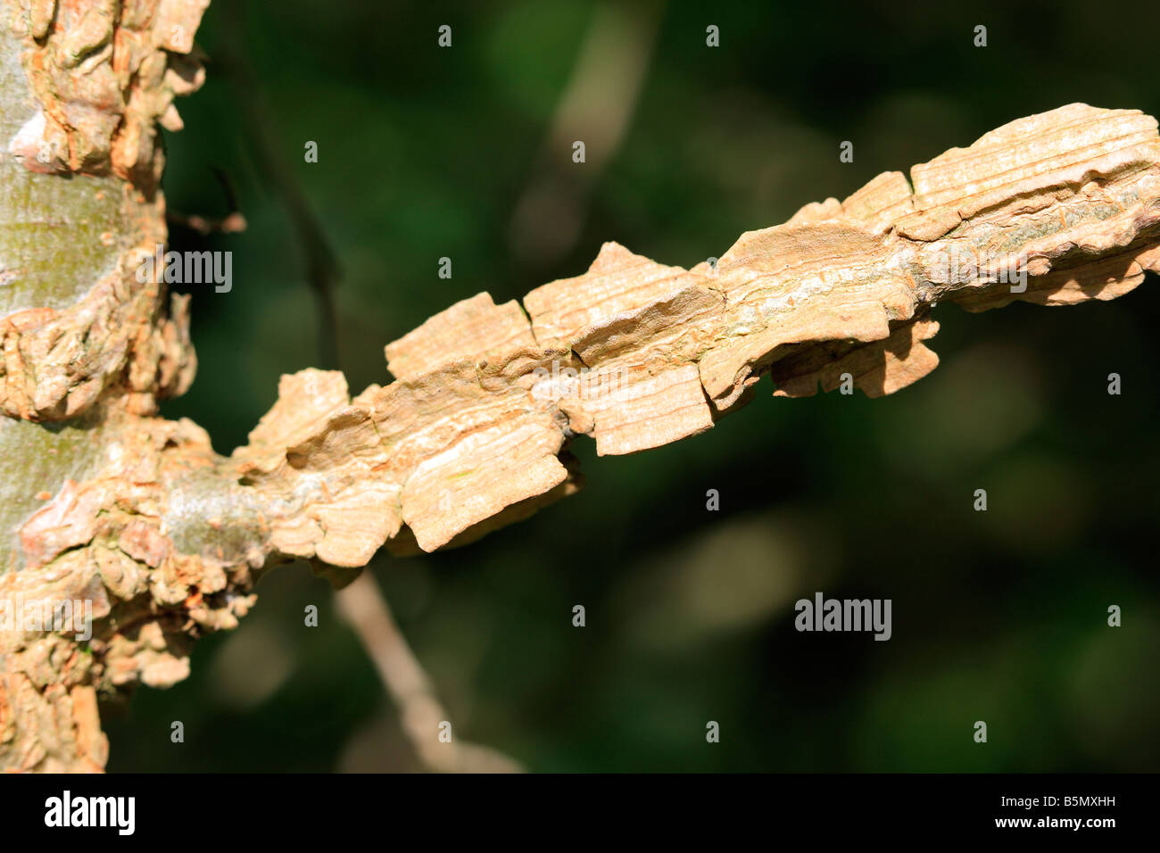 WINGED CORK ON ELM TREE BRANCH Stock Photo Alamy