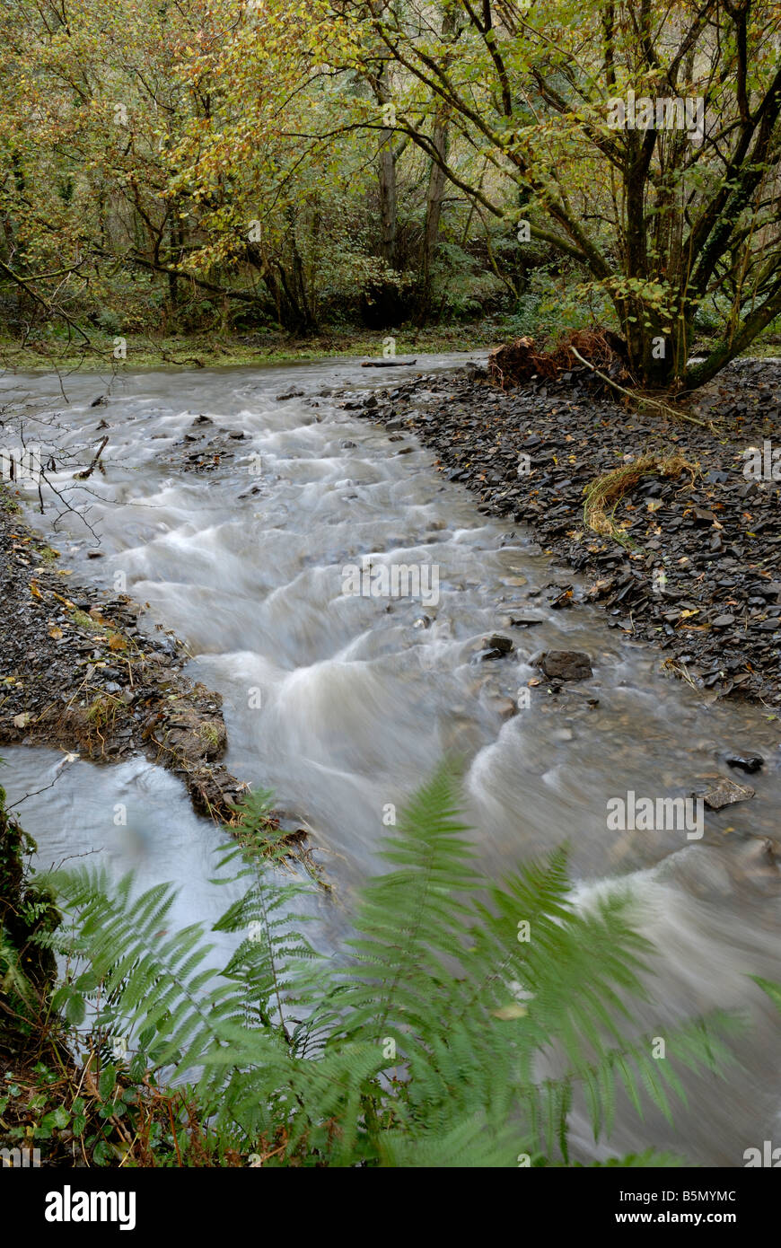 River system within woodland buffer zone reducing flow and downstream flood risk, River Wyre