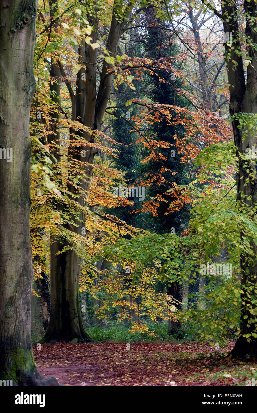 Beech forest in autumn colour hi-res stock photography and images - Alamy
