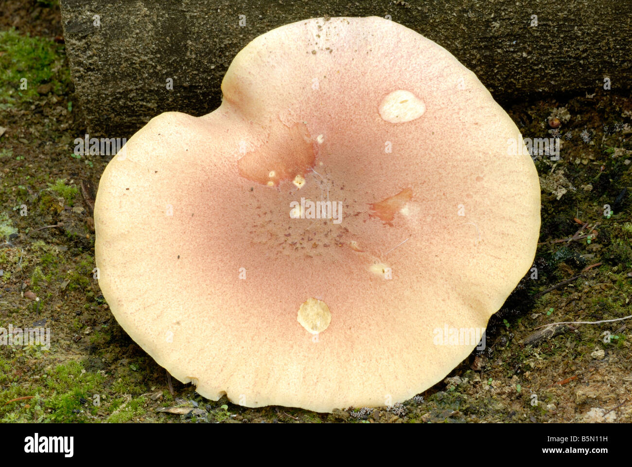 Plums and Custard fungus Tricholomopsis rutilans, Wales, UK. Stock Photo