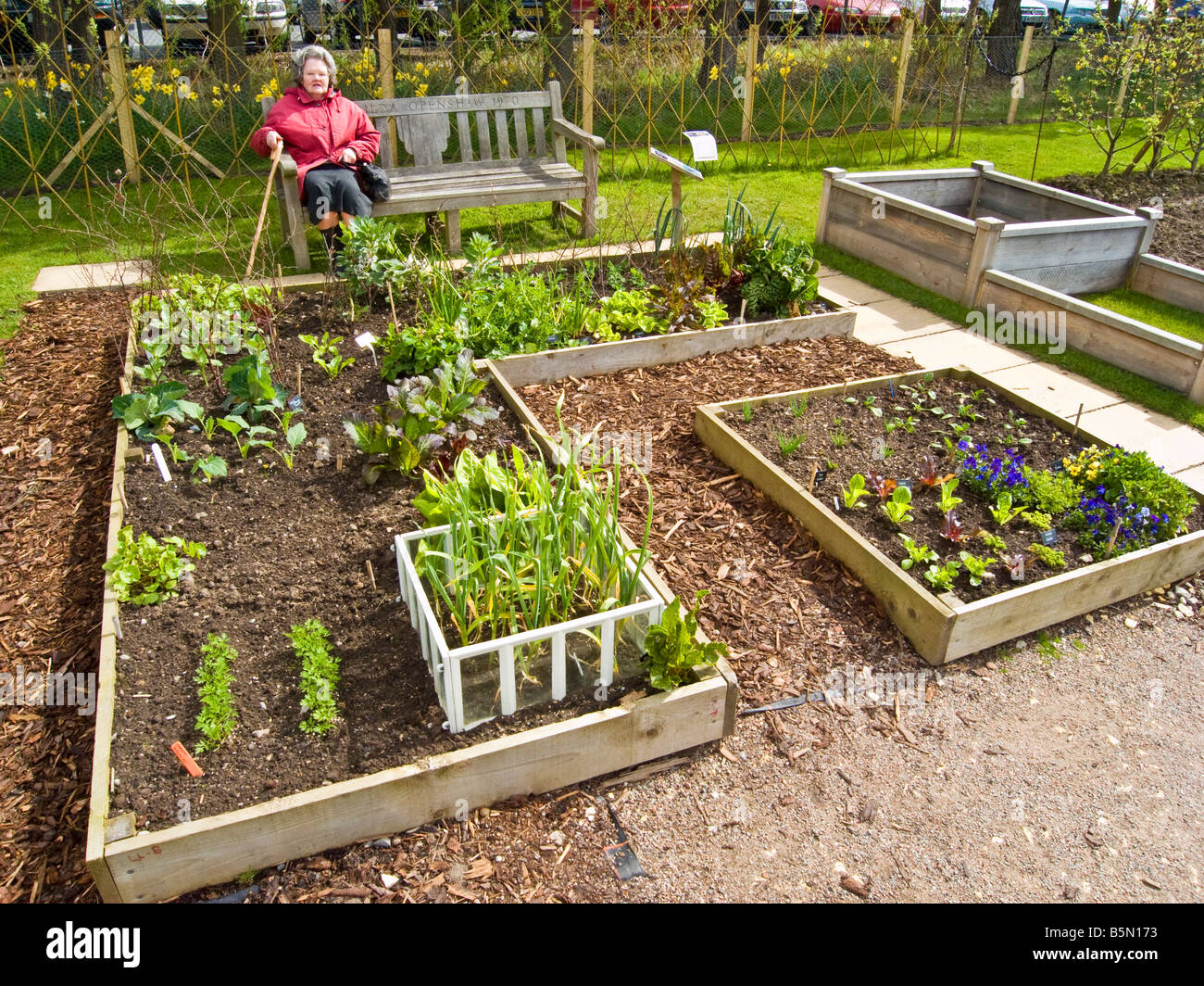 Raised beds with vegetable and herb seedlings and plants in spring Stock Photo