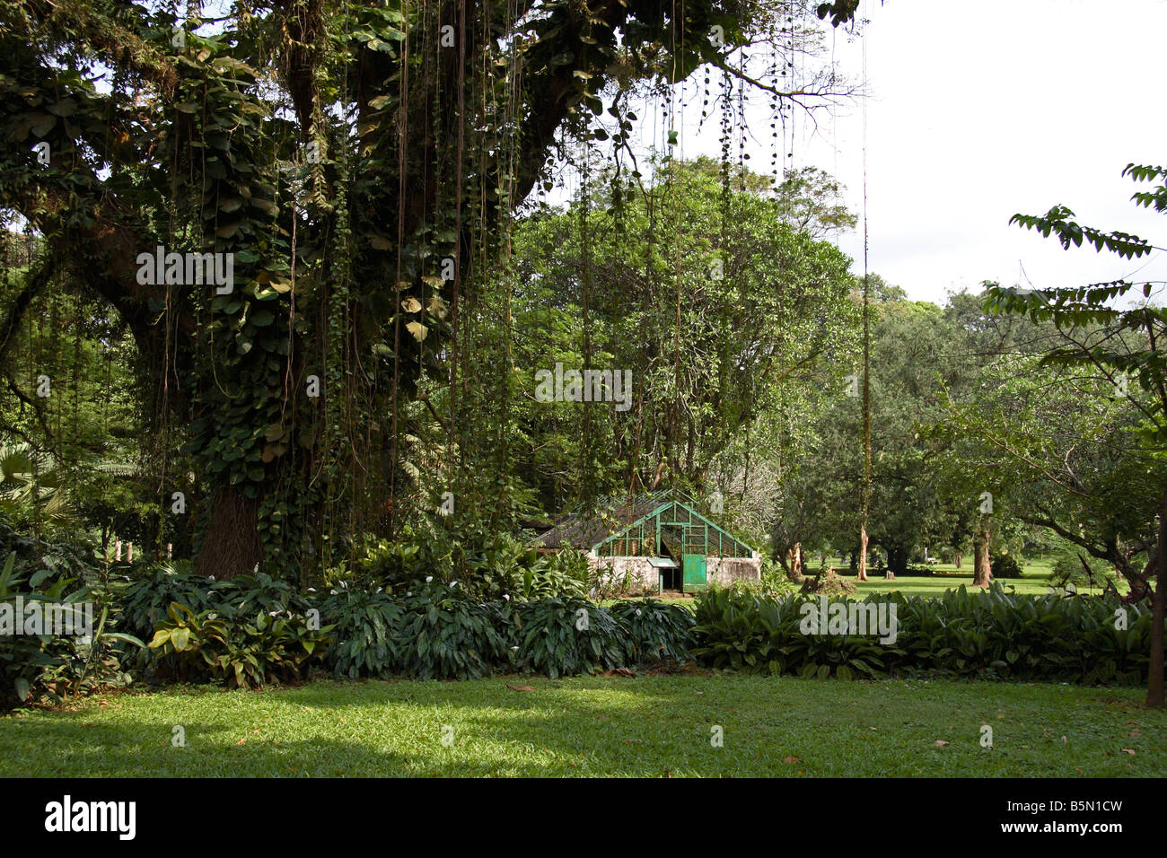 Trees and greenhouse at Botanic Garden at Limbé Cameroon West Africa Stock Photo
