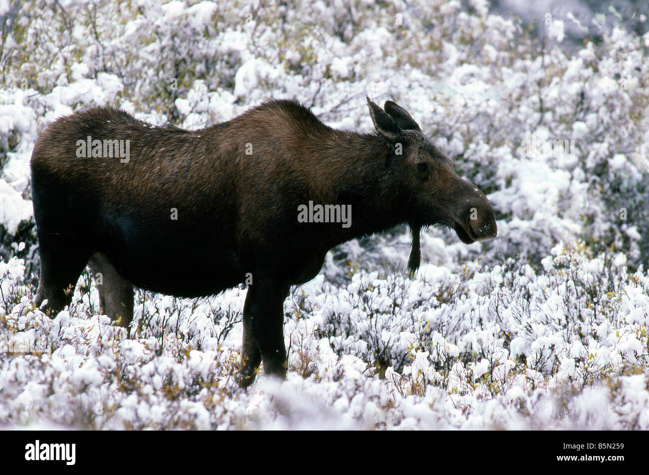 Moose Alces alces Yellowstone N P Wyoming USA Stock Photo