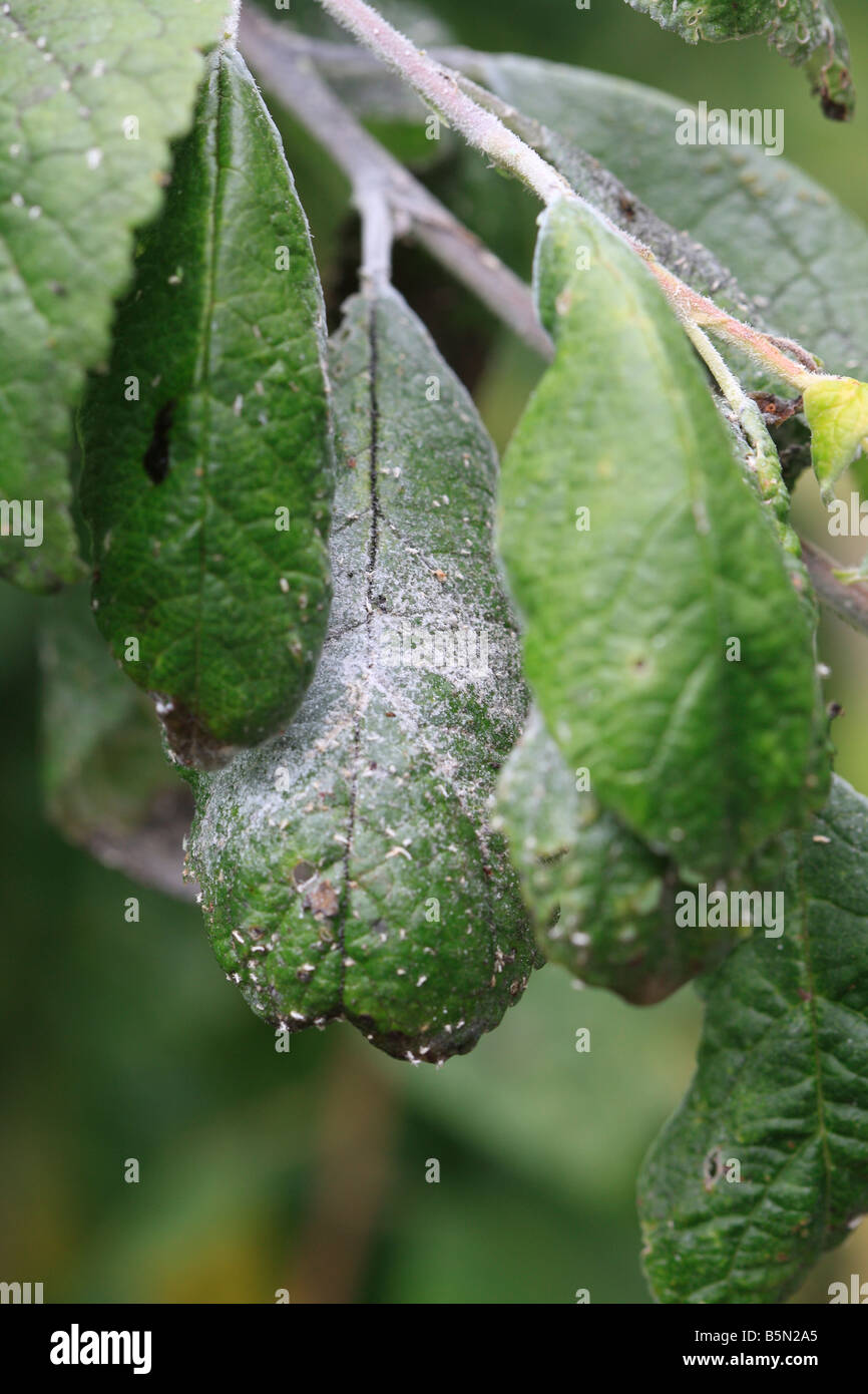 MEALY PLUM APHID Hyalopterus pruni SHOWING UPPER SIDE OF PLUM LEAF HARBOURING DENSE COLONY Stock Photo
