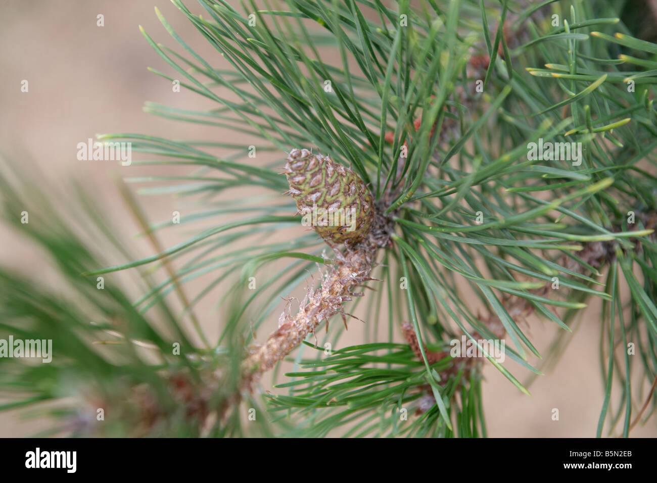 prioritet homoseksuel Sammenhængende Pine cone and pine needles on the branch of a pine tree Stock Photo - Alamy