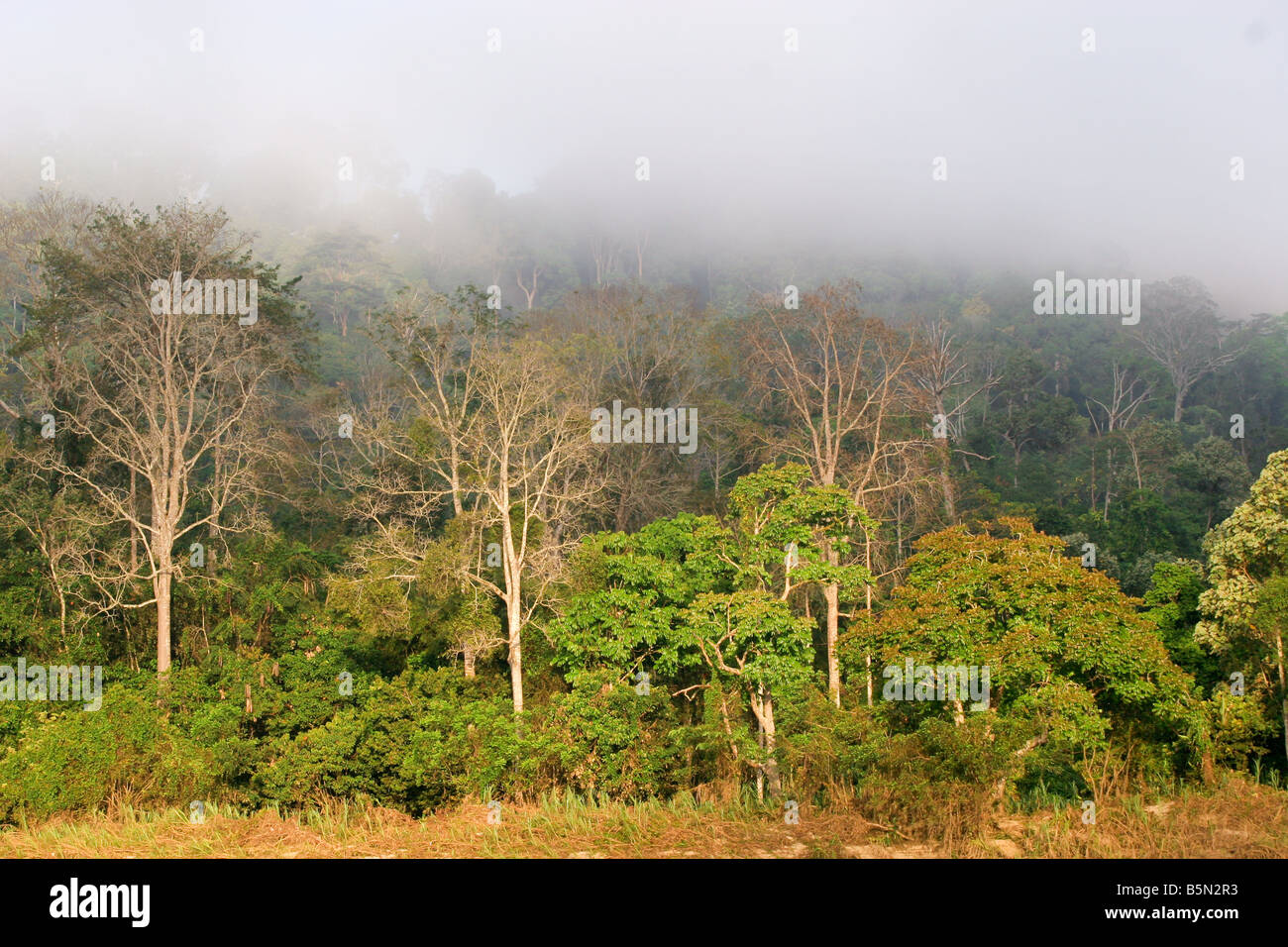 Page 2 Equatorial Climate High Resolution Stock Photography And Images Alamy