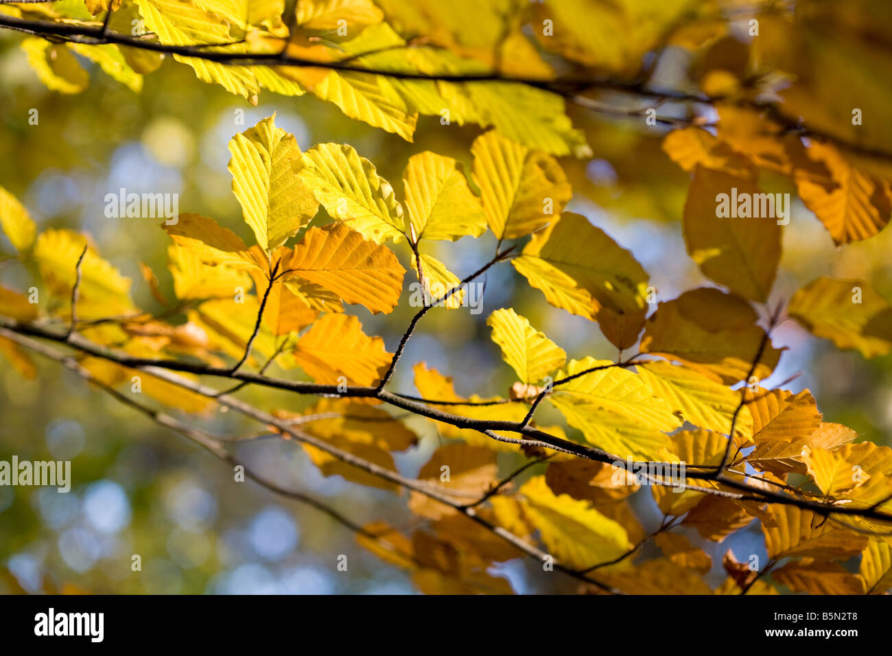 Branches of golden Beech leaves against a blue sky in Autumn Stock ...