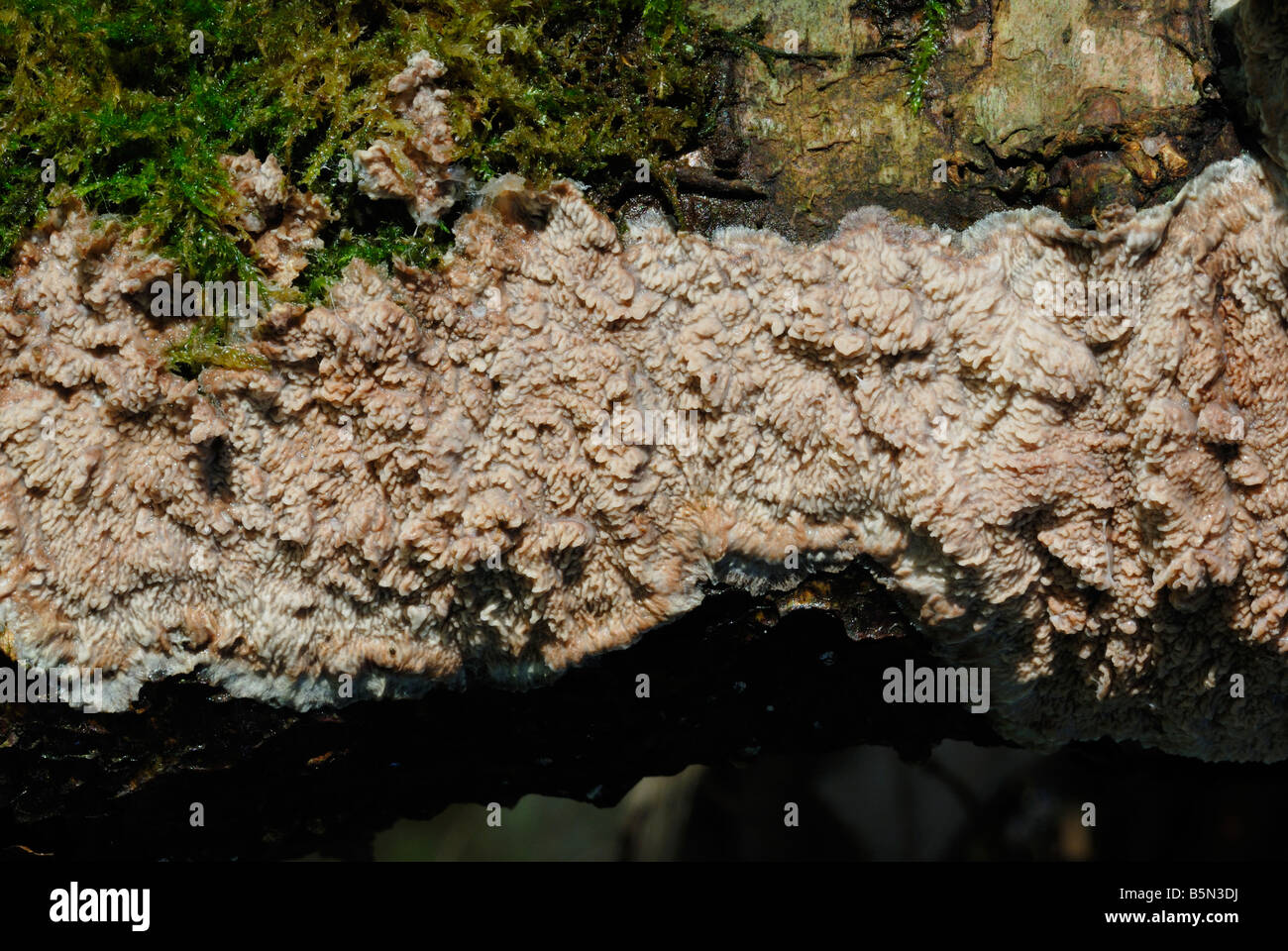 Ceriporiopsis gilvescens fungi, Wales, UK. Stock Photo