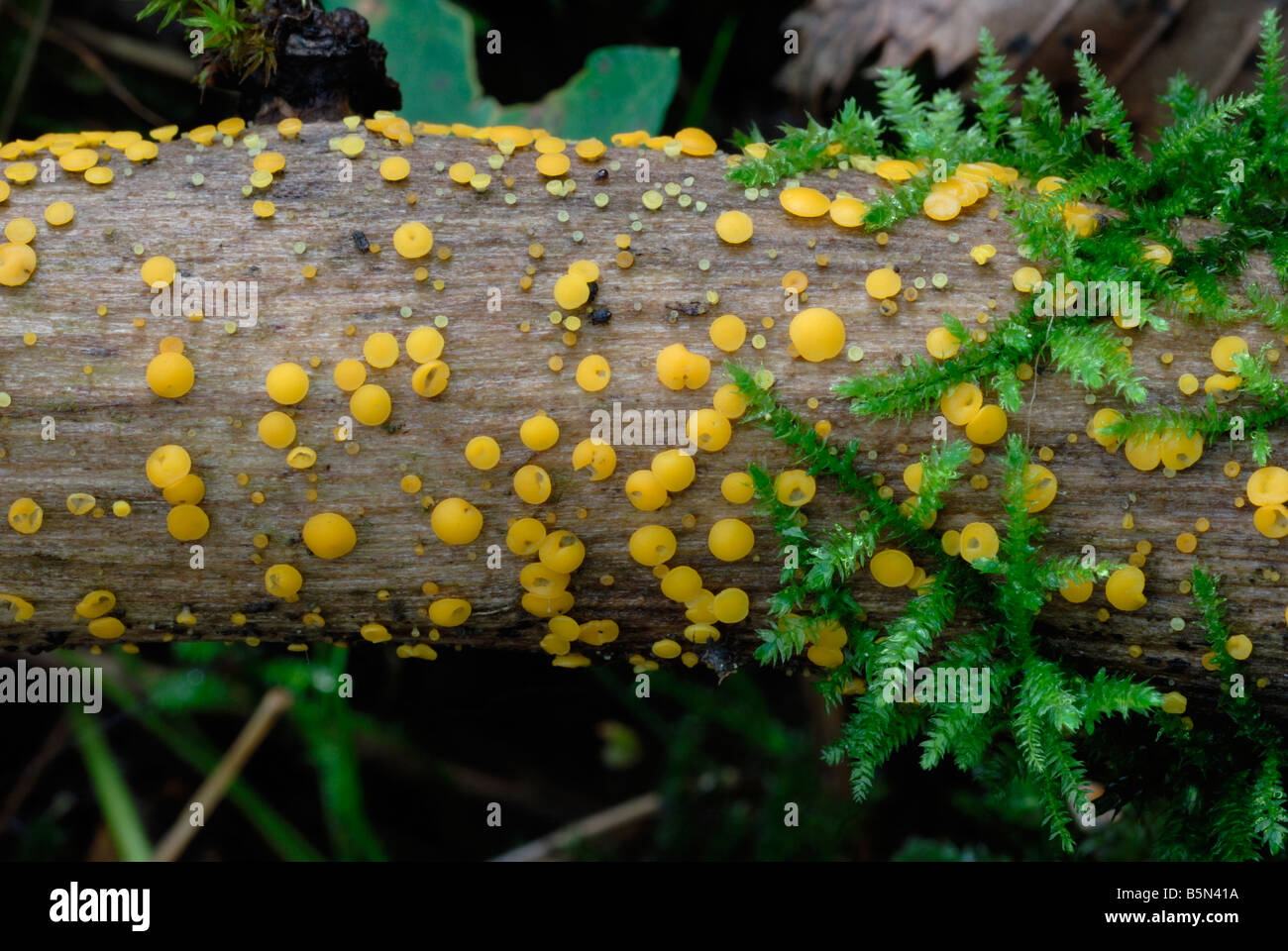 Bisporella citrina fungi, Wales, UK. Stock Photo