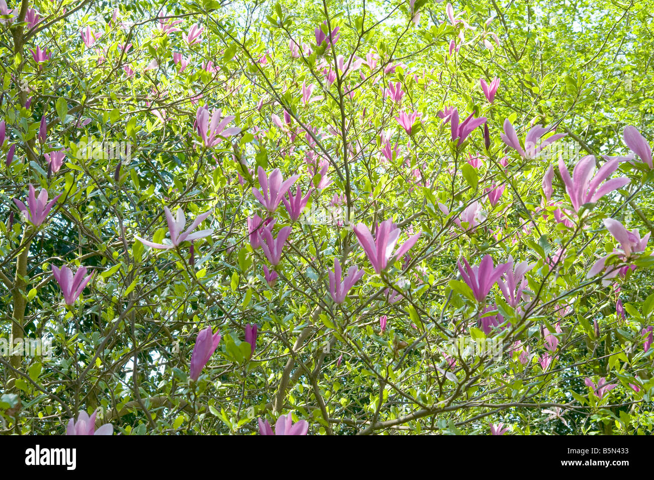 Magnolia sprengeri 'Wakehurst' Stock Photo