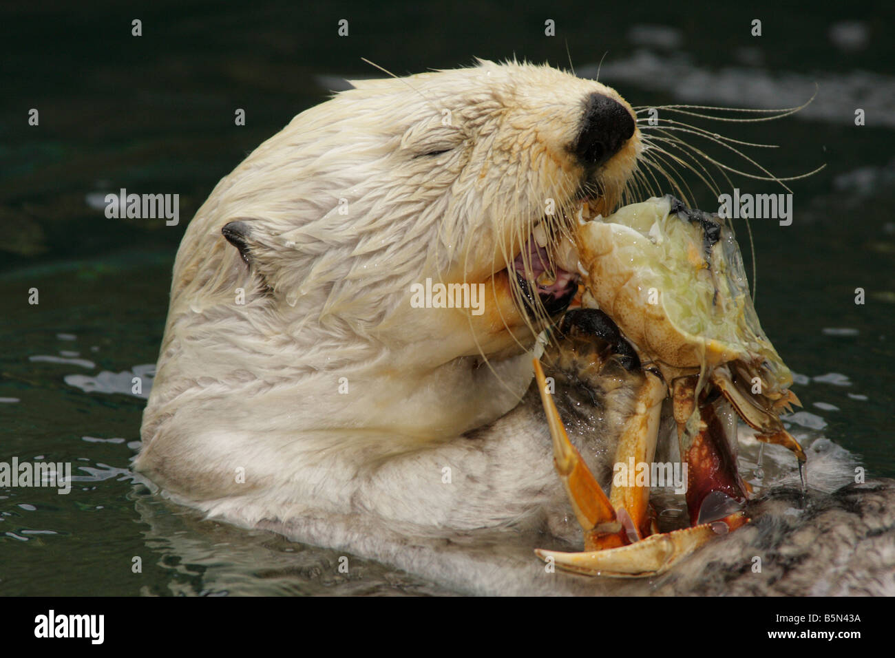 Sea otter eating crab Note Captive subject Stock Photo