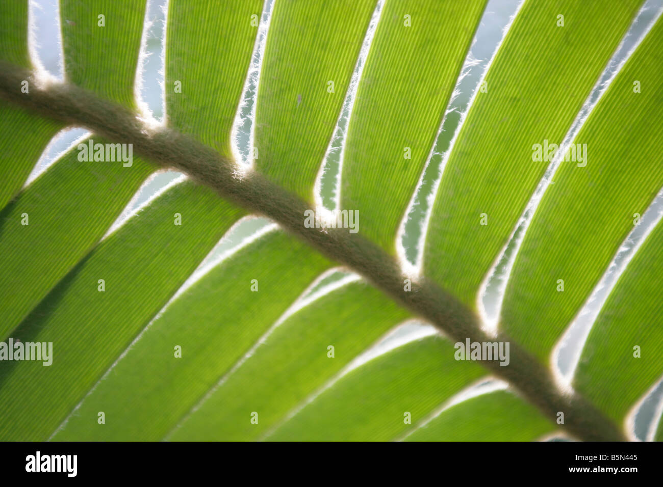 A close up shot of a green tropical leaf in a fan shape Stock Photo