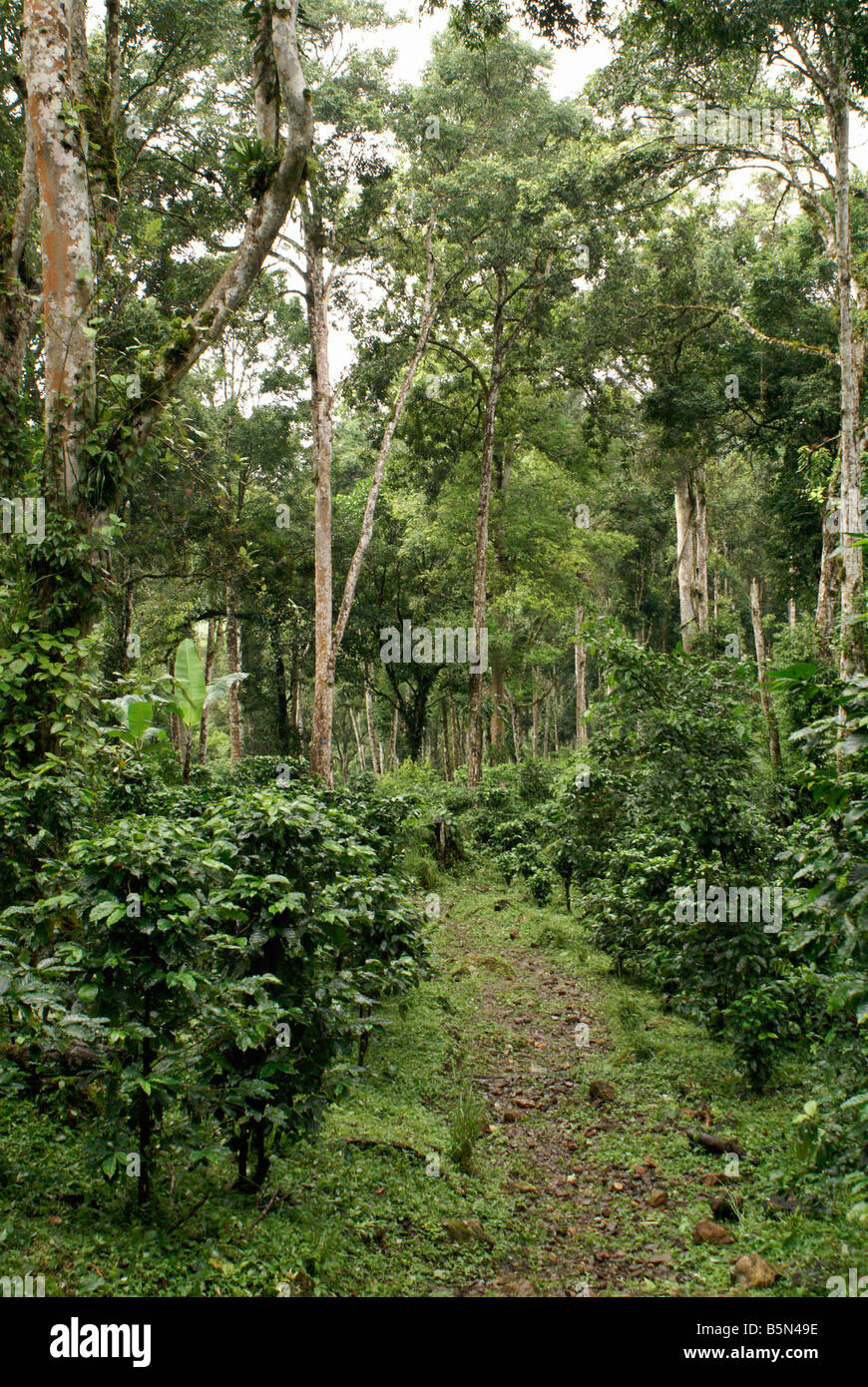 Shadegrown organic coffee lot at Finca Esperanza Verde plantation near