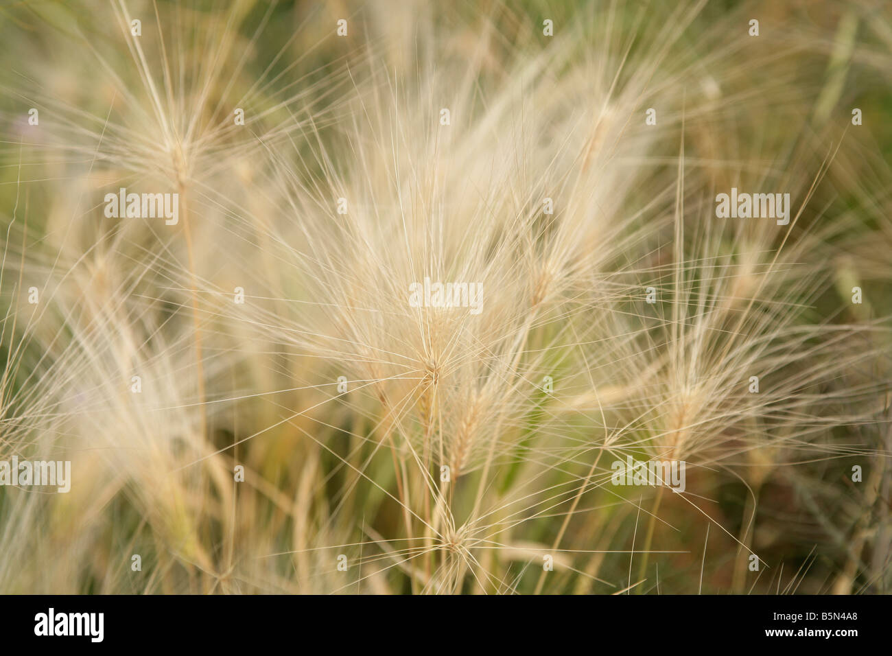 Close up image of long grasses in seed blowing in the wind in a field or meadow Stock Photo
