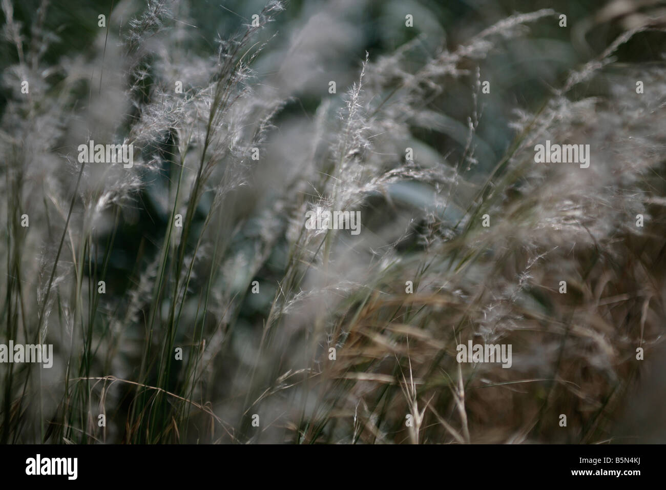 Close up image of long grasses in seed blowing in the wind in a field or meadow Stock Photo