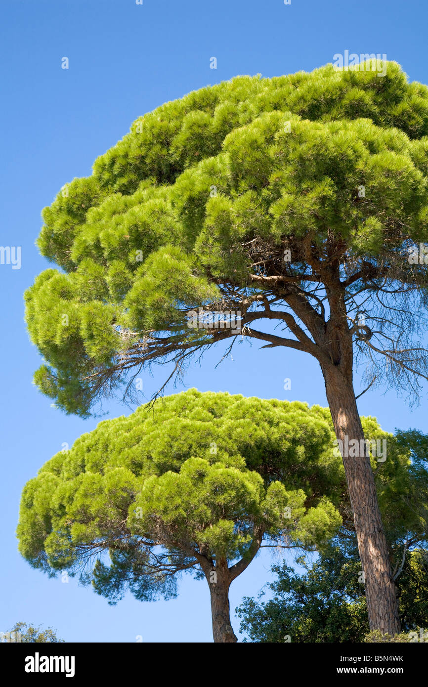 Stone pines and blue sky at the Cote d'Azur / Provence / Southern France Stock Photo