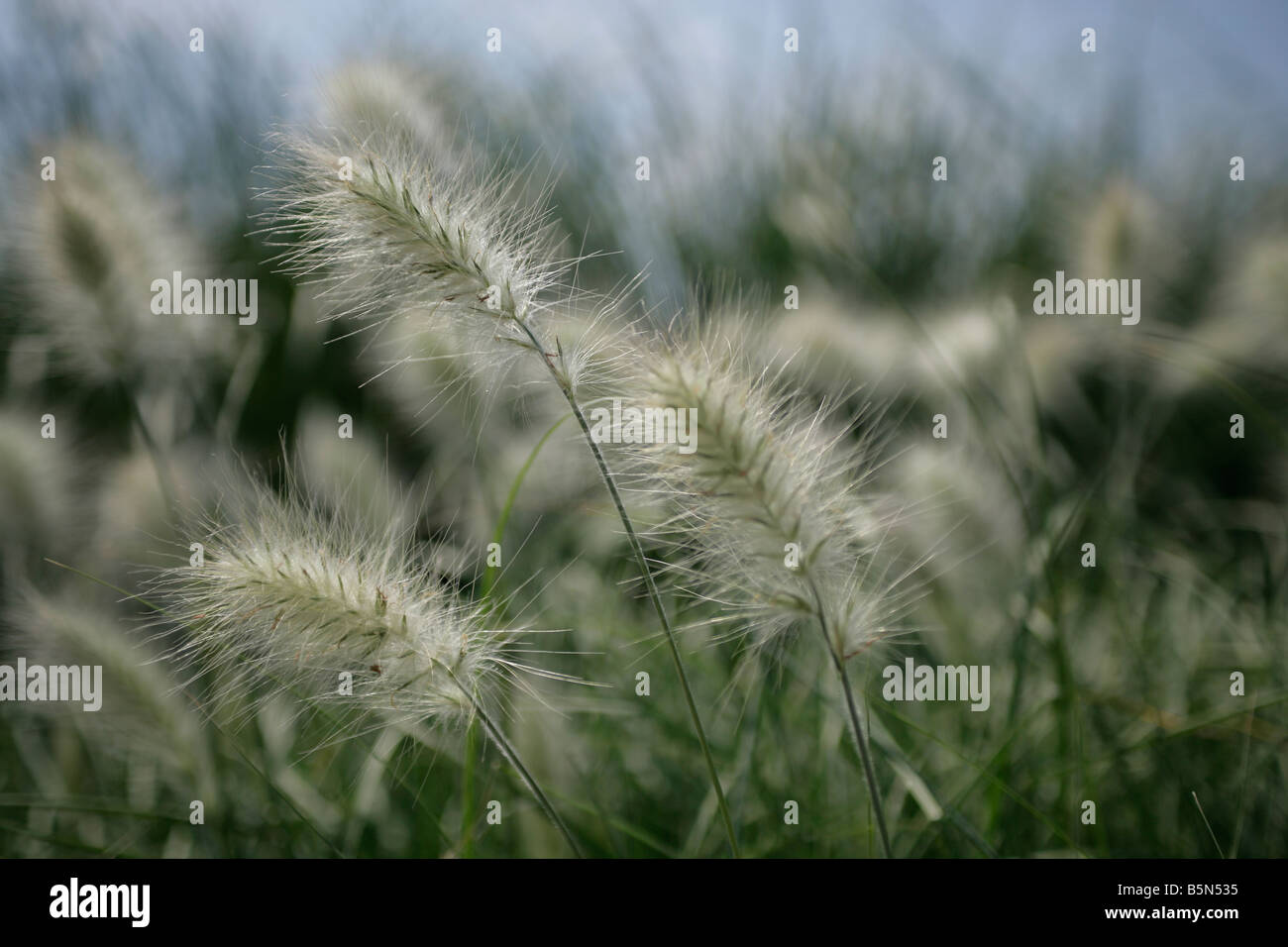 Close up image of long grasses in seed blowing in the wind in a field or meadow Stock Photo