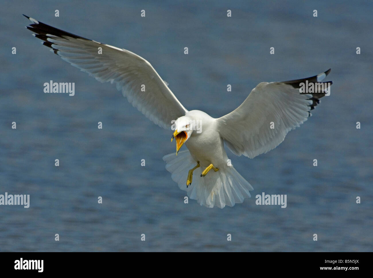 Ring-billed Gull calling Larus delawarensis Eastern USA Stock Photo