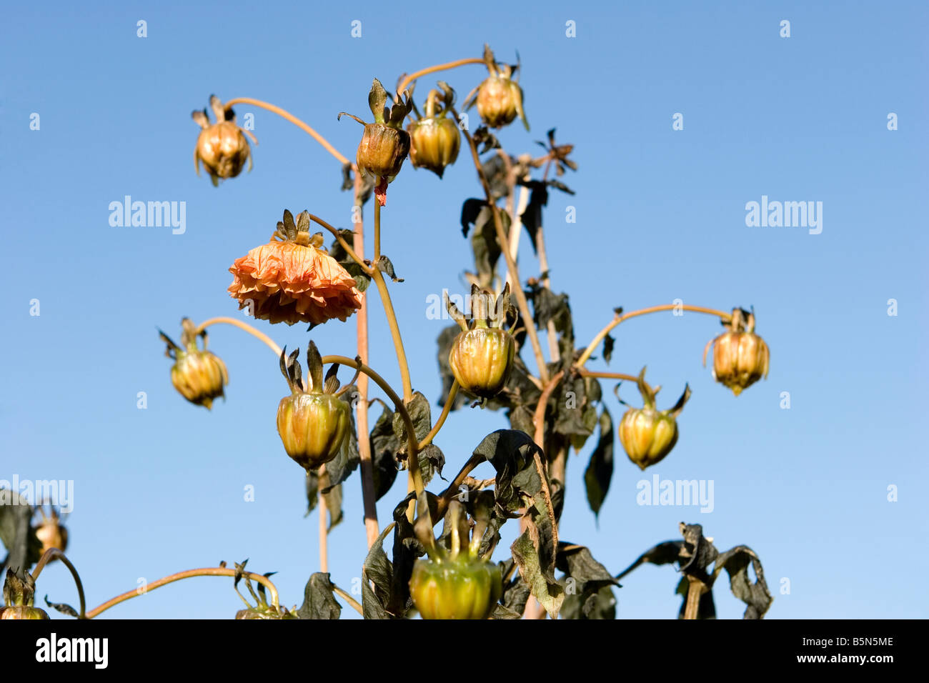 Dead dahlia flowers killed by frost Stock Photo Alamy