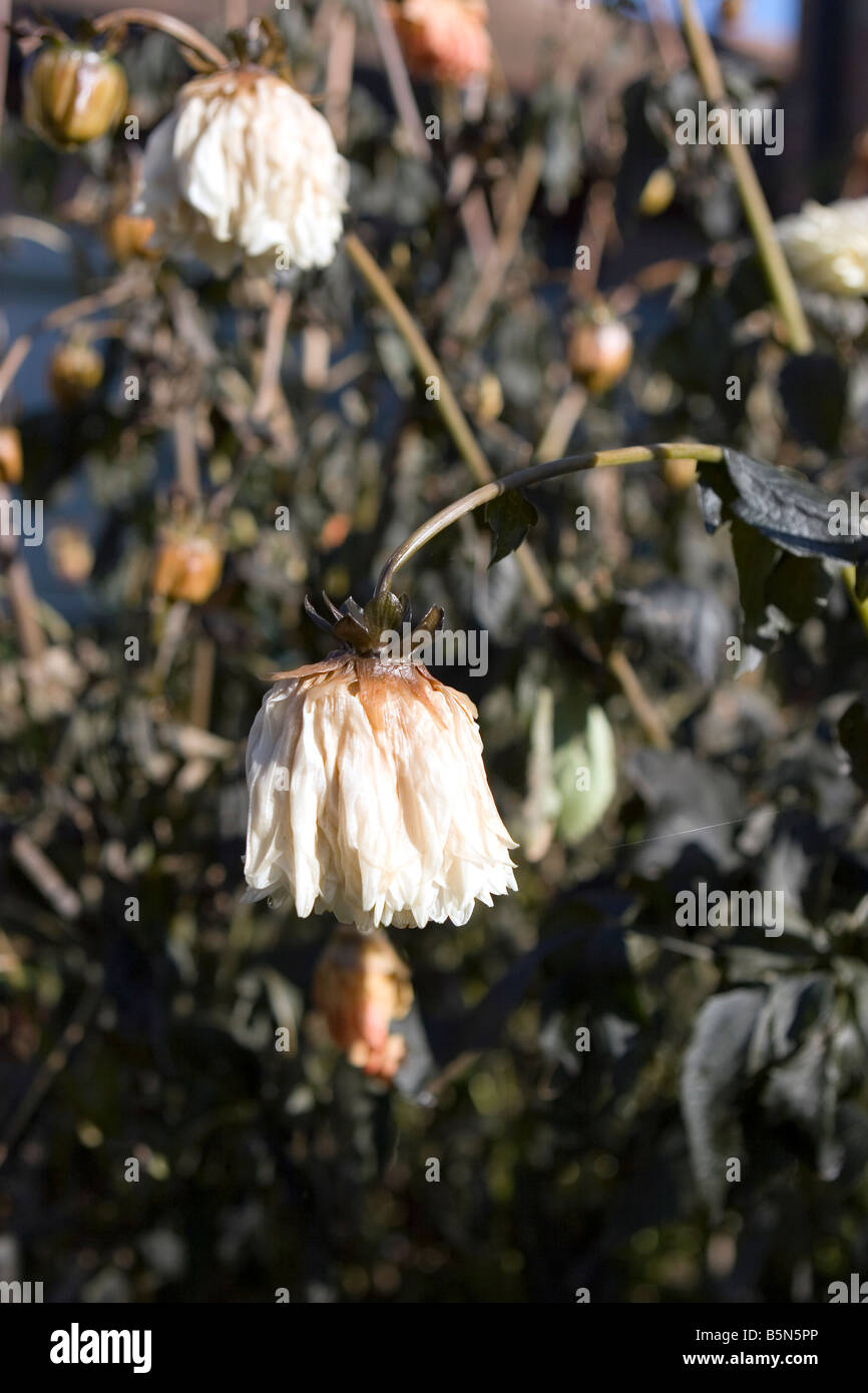 Dead dahlia flowers killed by frost Stock Photo Alamy