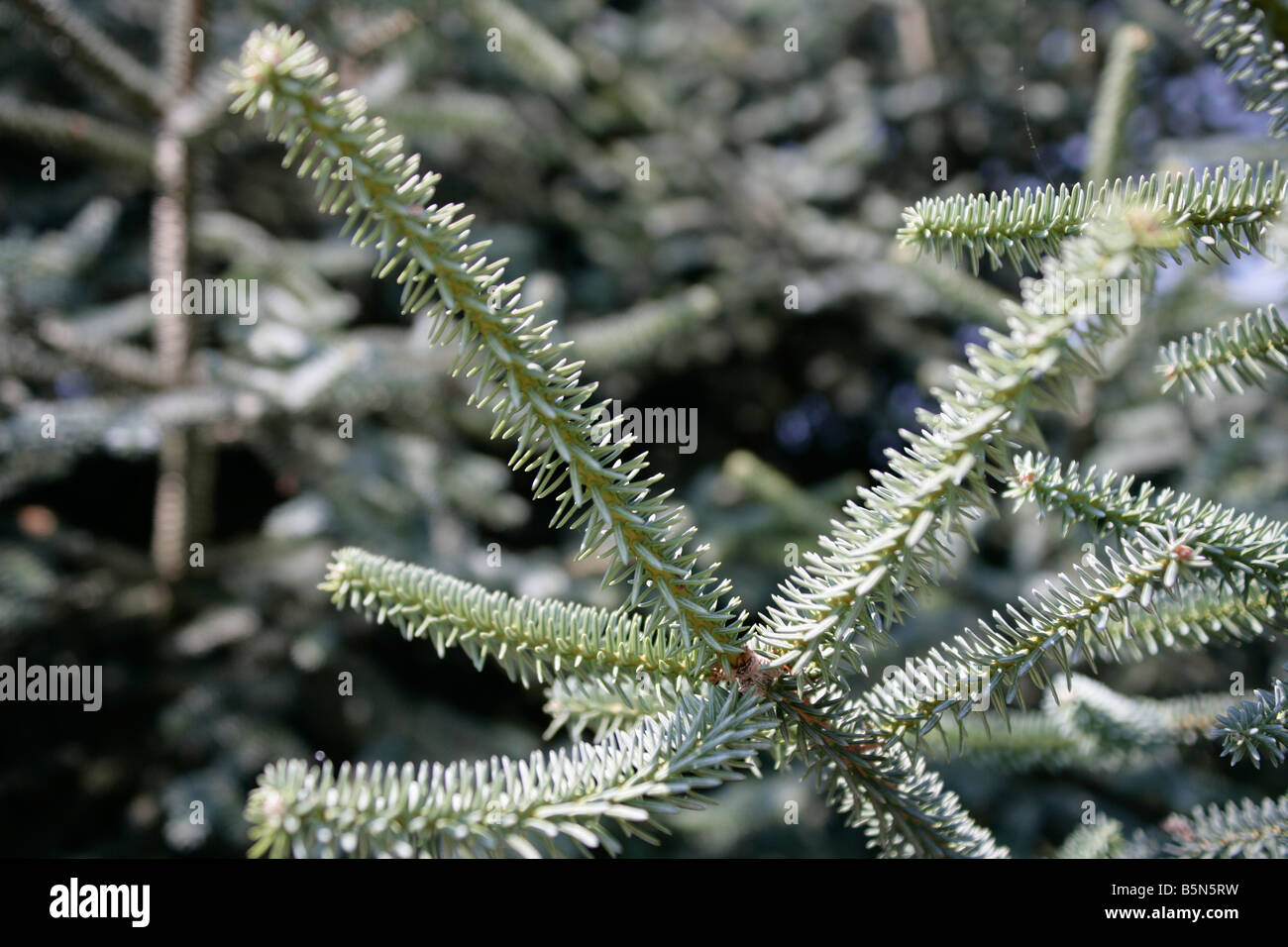 A close up shot of green pine needles on a pine tree branch Stock Photo ...