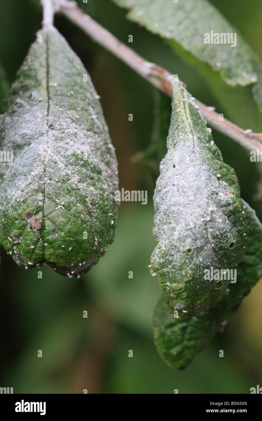 MEALY PLUM APHID Hyalopterus pruni SHOWING UPPER SIDE OF PLUM LEAF HARBOURING DENSE COLONY Stock Photo