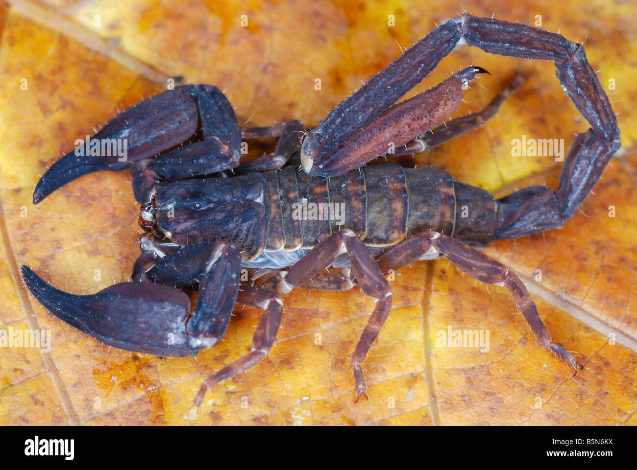 Chaerilus pictus  Family : CHAERILIDAE . An extremely RARE species of scorpion. Restricted to the trans himalayan forests. Stock Photo