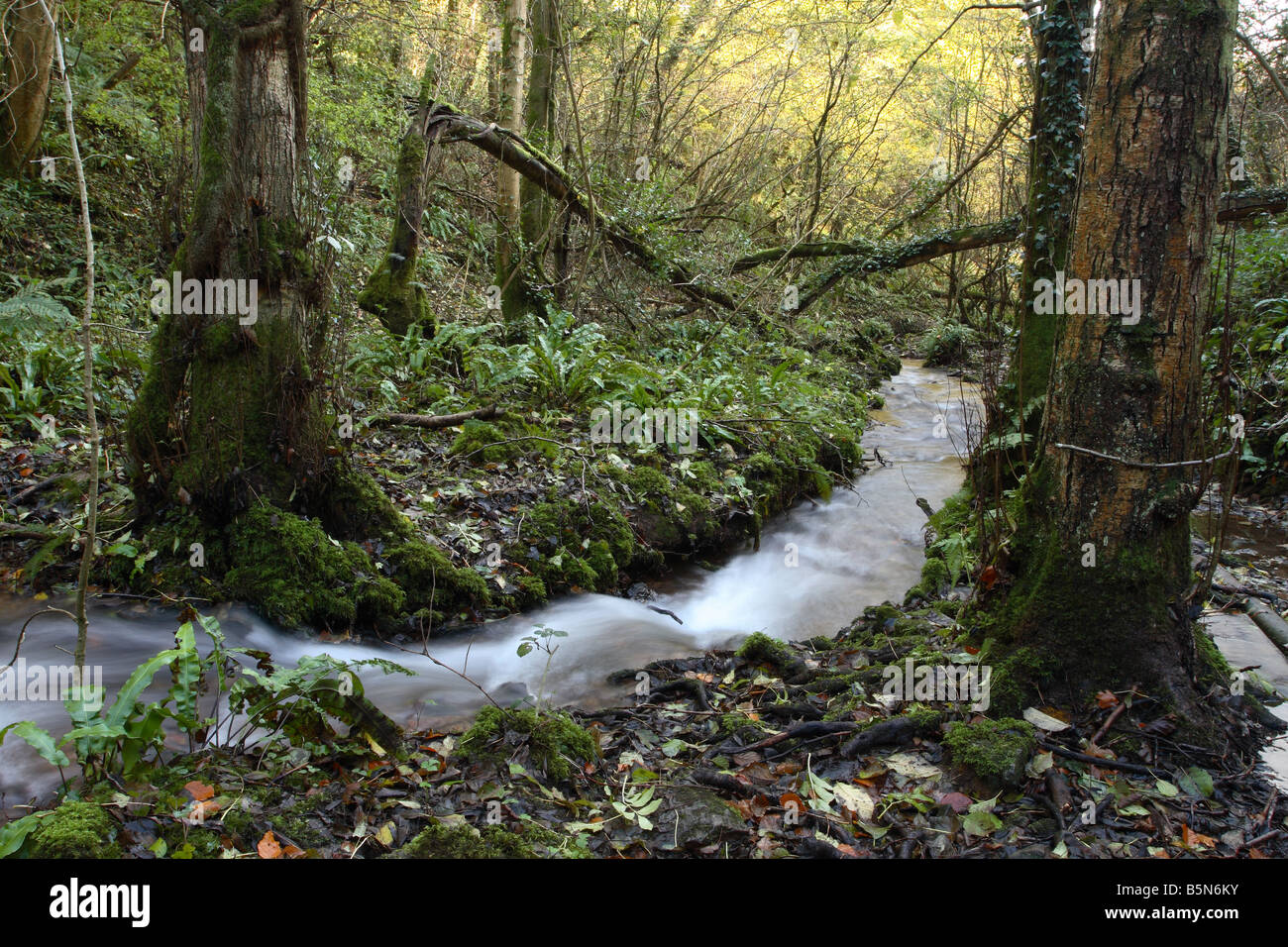 Spring water flowing down hill on the Mendip Hills in autumn at Biddle