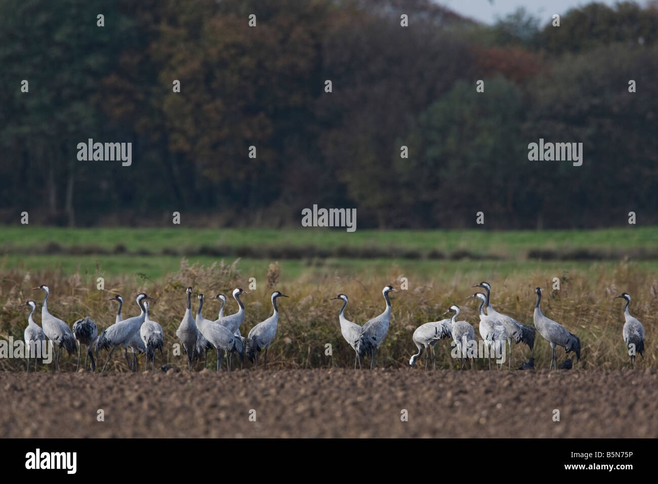 Common Cranes feeding in ploughed field Norfolk Stock Photo
