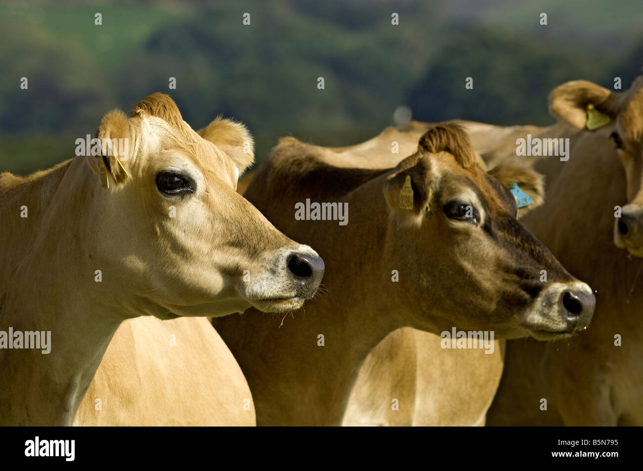 Jersey dairy cattle in the Welsh countryside near Ruthin Wales Stock