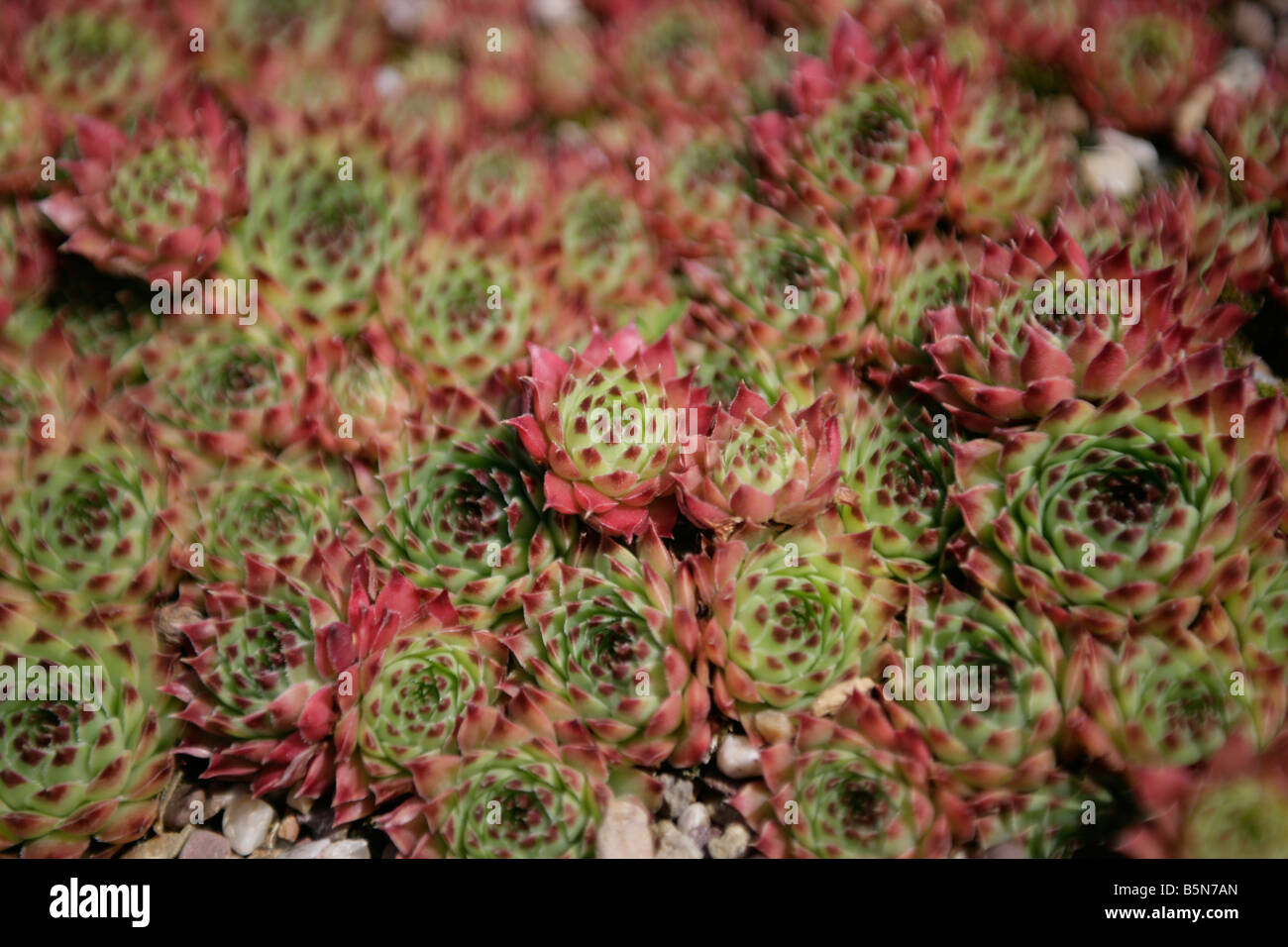 Lots of small succulent red and green cacti plants Stock Photo