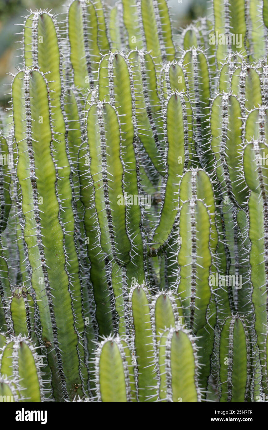 Euphorbia polyacantha From Ethiopia Stock Photo