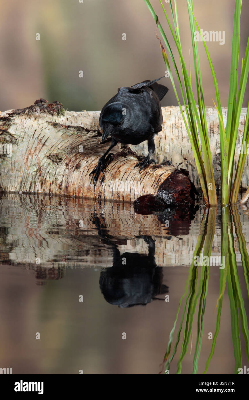 Jackdaw Corvus monedula on log with reflection in water Potton Bedfordshire Stock Photo