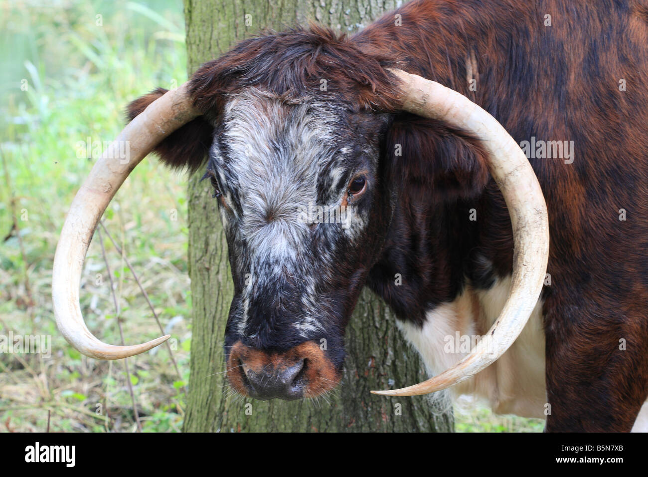 English Longhorn High Resolution Stock Photography and Images - Alamy