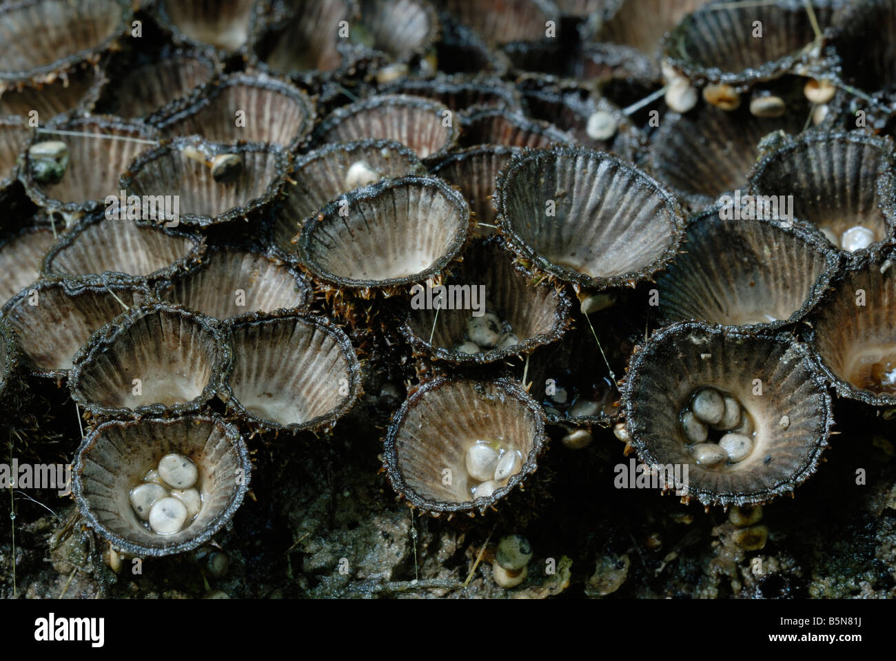 Cyathus striatus, "Bird's Nest" fungi, Wales, UK Stock Photo Alamy