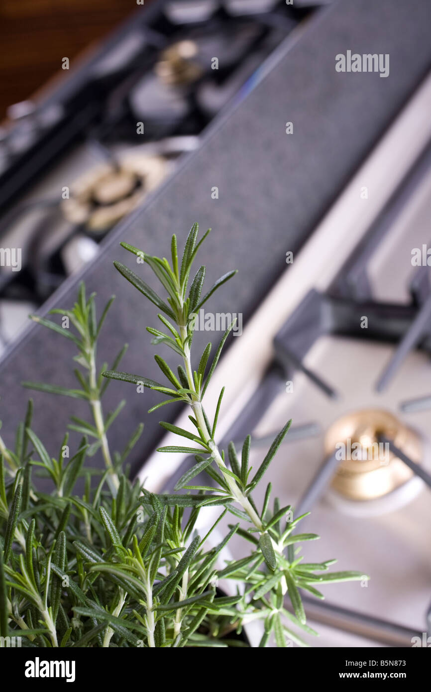 Rosemary herbs close to a kitchen gas stove Stock Photo
