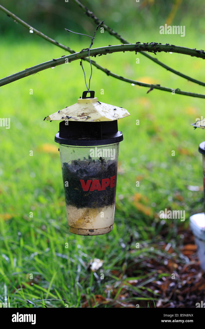 WASP TRAP SUGAR SOLUTION BASED Stock Photo