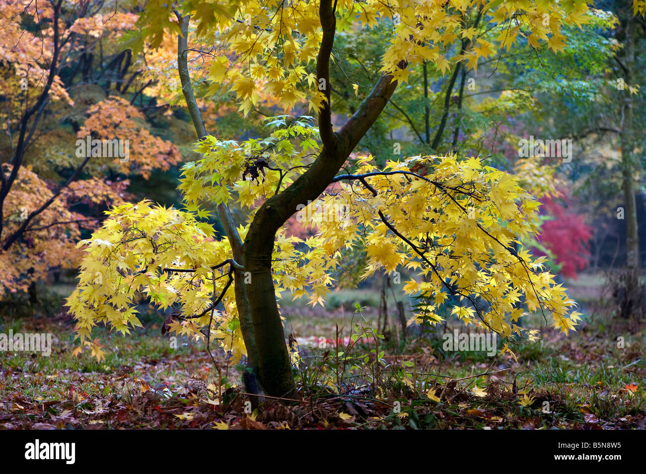 Acer palmatum in Autumn colour Stock Photo - Alamy