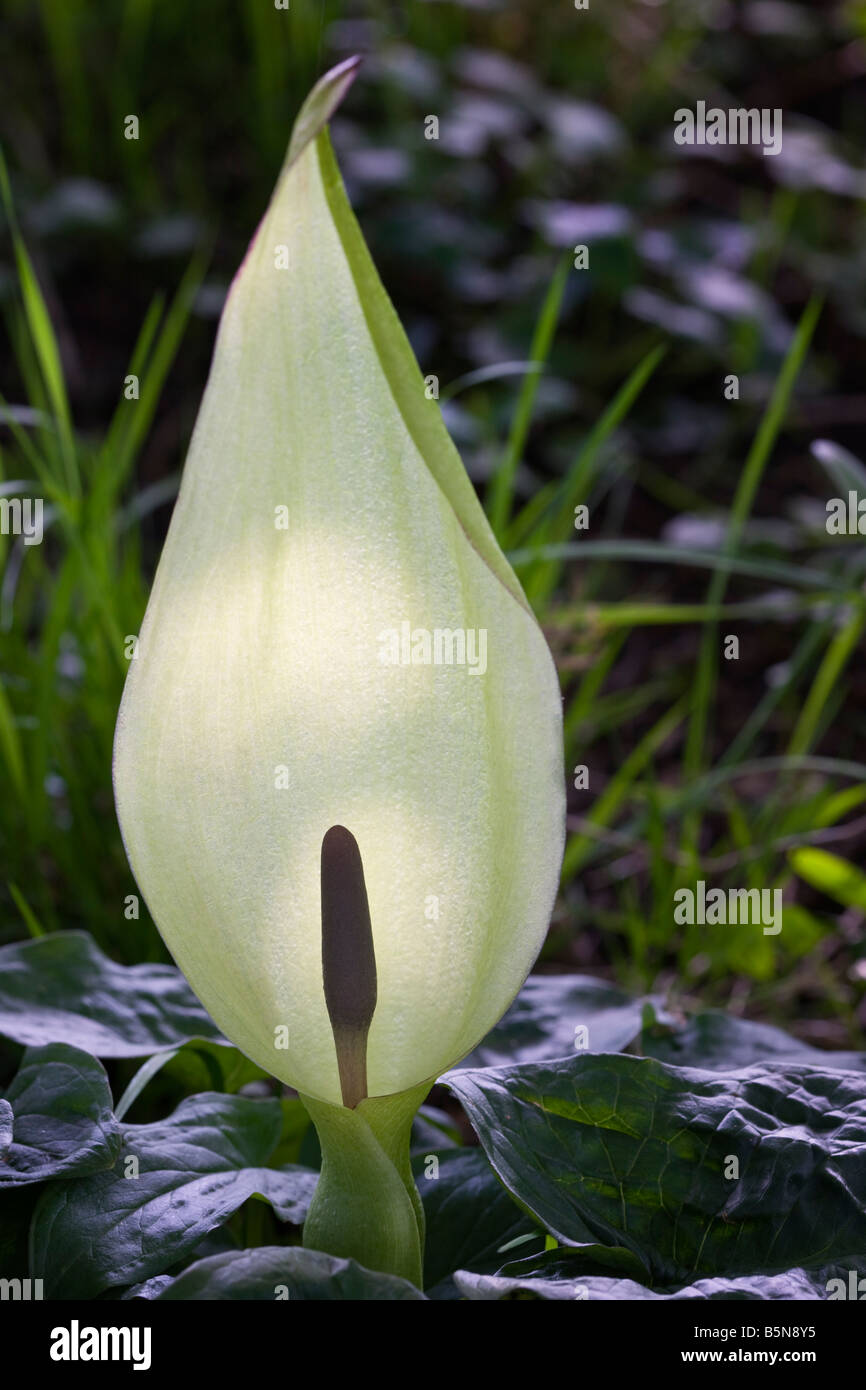 Arum maculatum, Lords and Ladies Yorkshire UK Stock Photo