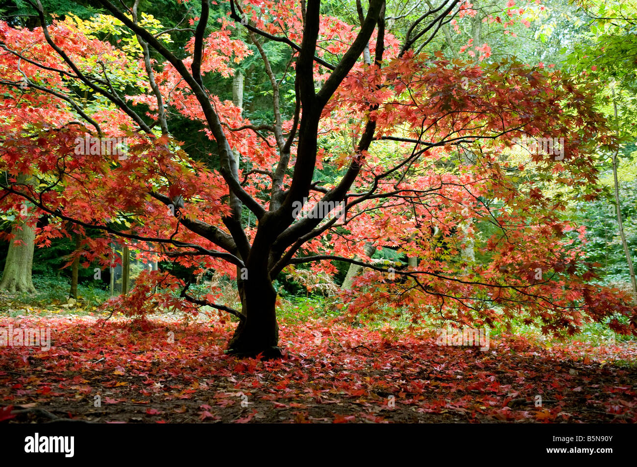 Acer palmatum in Autumn colour Stock Photo - Alamy