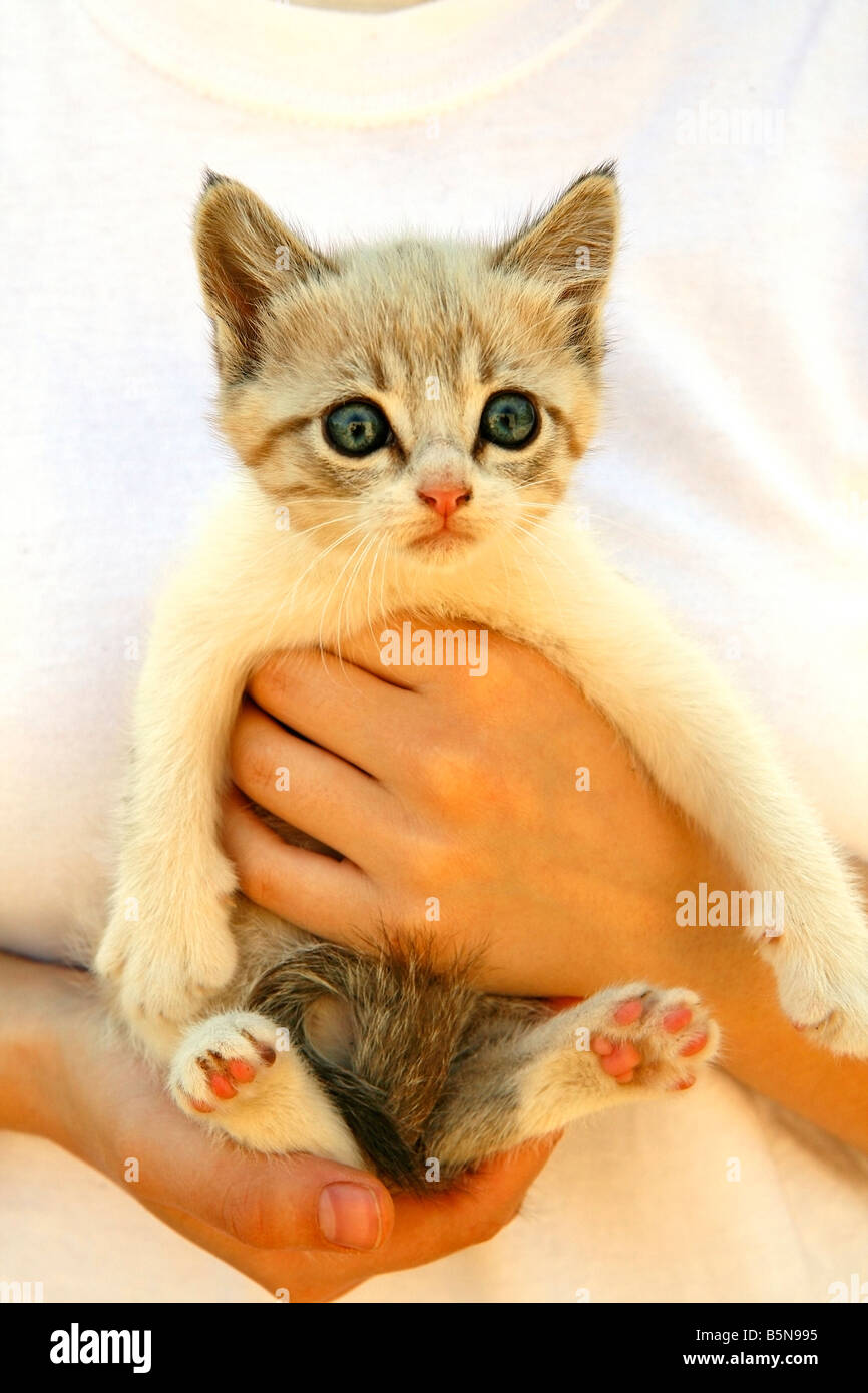 Kitten in hands Stock Photo - Alamy