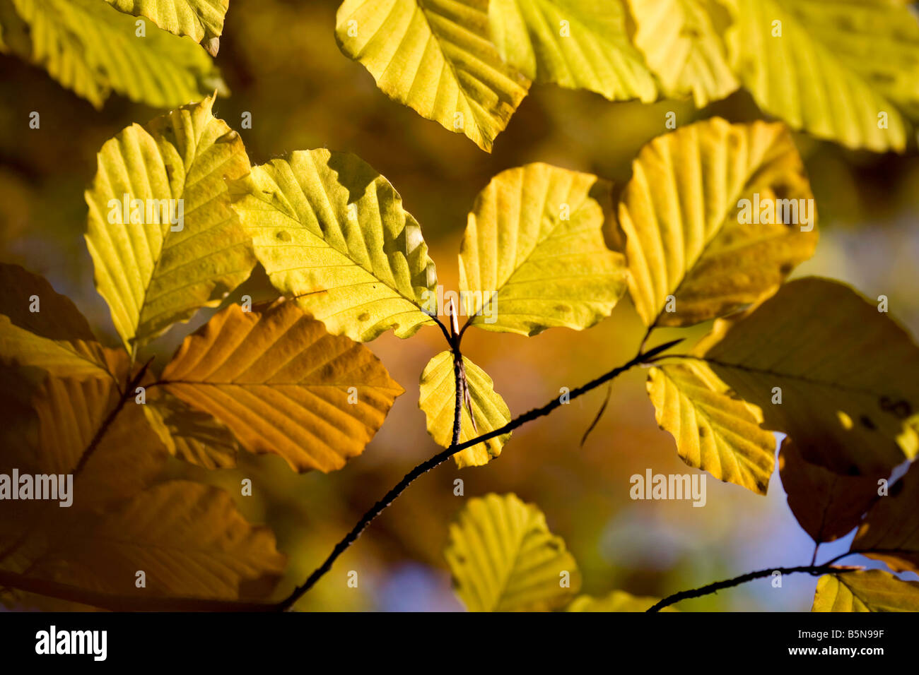 Branches of golden Beech leaves against a blue sky in Autumn Stock ...